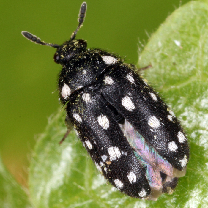 Gepunkteter Pelzkäfer (Attagenus punctatus) - © Erwin Holzer
